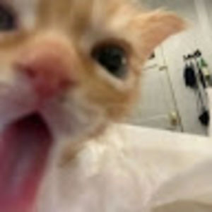 Meet your Posher, Aline